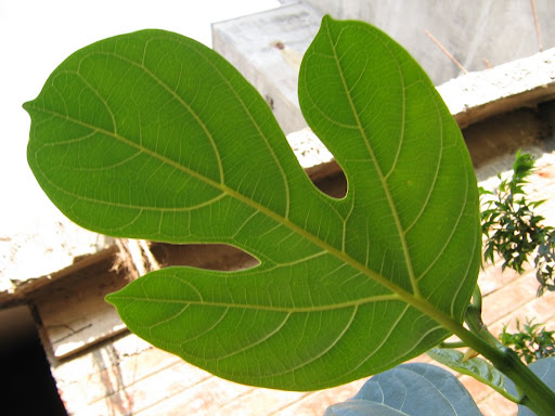 The Jackfruit Artocarpus Heterophyllus Or A Heterophylla Is A Species Of Tree In The Mulberry Family Moraceae Which Is Native To Parts Of South And Southeast Asia It Is Well Suited To Tropical Lowlands Its Fruit Is The Largest Tree Borne Fruit In The World Seldom