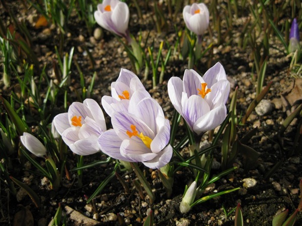 2010-03-29 Vårblomster i sola (1)