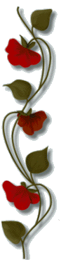 rosa8%C3%871.png