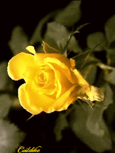 542010-542010-.gif-s_large.png