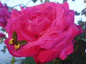 rosa1.png