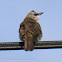 Yellow vented Bulbul