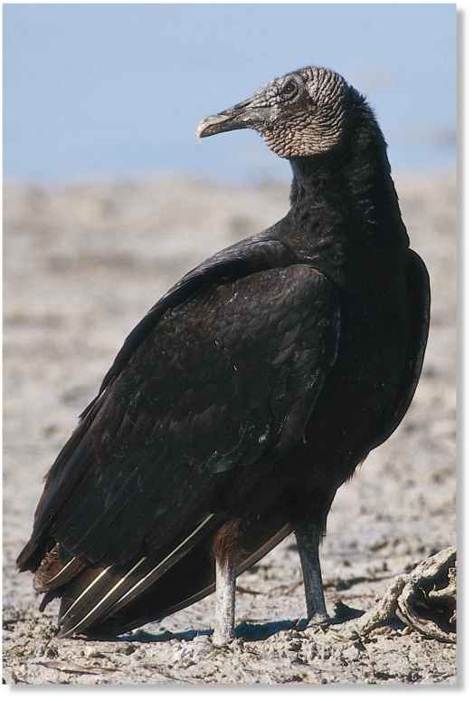 American Black Vulture (Birds)
