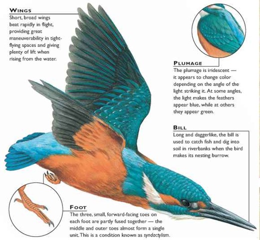 Eurasian Kingfisher (Birds)