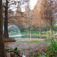 菁芳園 Tenway Garden／花園餐廳／落羽松