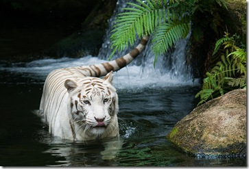 white-tiger-nature-forest