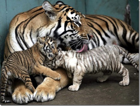 tianjin-twin-tiger-cubs2