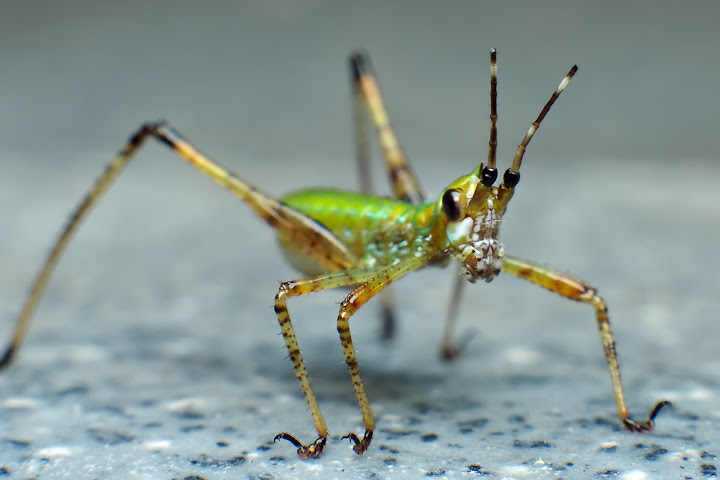 Insecte Croitor Some creepy critters - PentaxForums.com