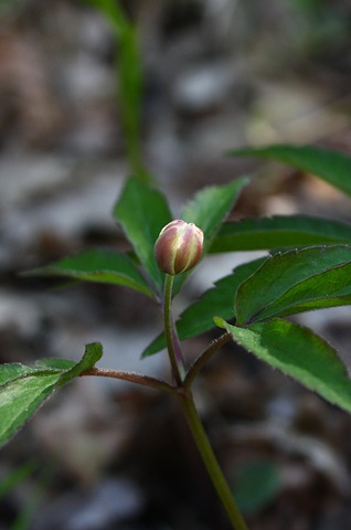 [anemone trifolia3[3].jpg]