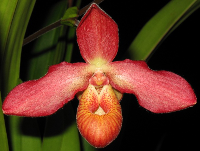 Phrag. Rosalie Dixler | Slippertalk Orchid Forum