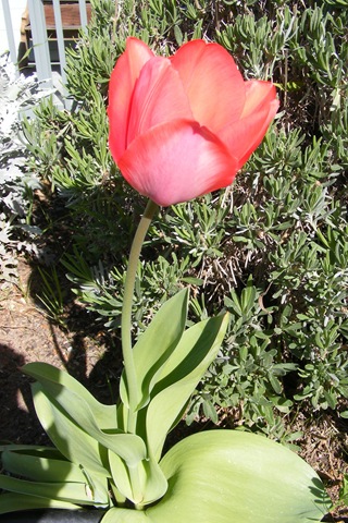 [Tulip[3].jpg]