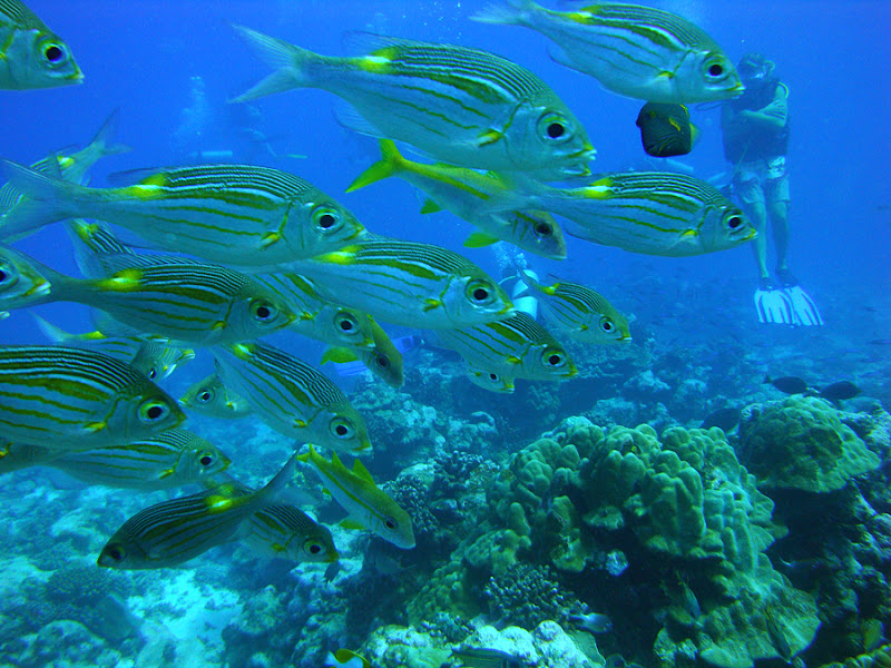 Polynesian Tan 珊瑚花园 未名空间 Mitbbs Com