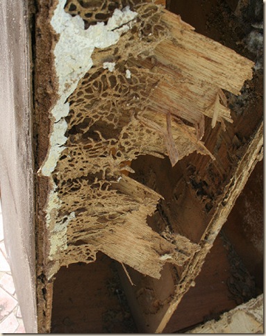 termite damage_3569