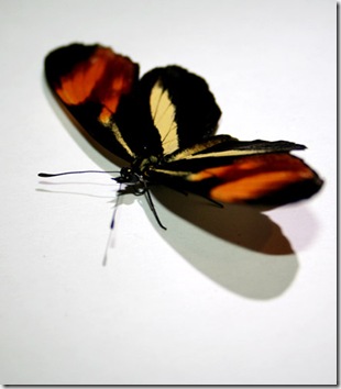 butterfly-JurgisLasevicius