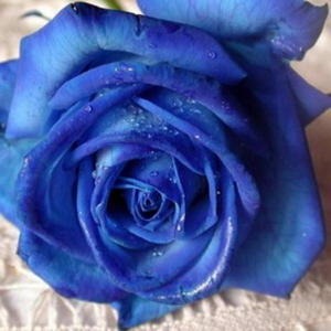 [rosebleue23.jpg]