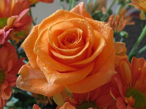 [lrg3009orangerosesroseflowerpictures[1].jpg]