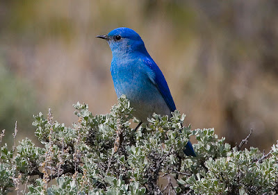 bluebird.jpg