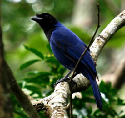 observacao-de-passaros-florianopolis_01.