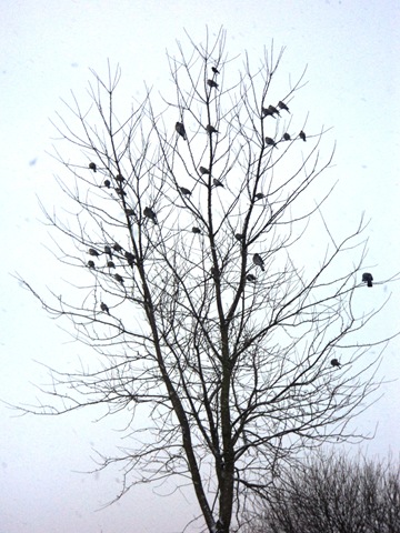 [birds in the tree[5].jpg]