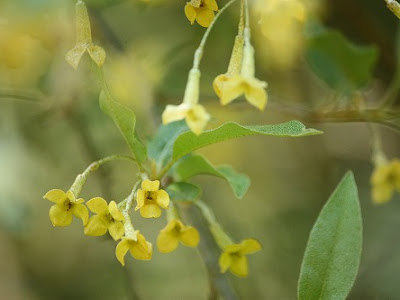 [最も欲しかった] グミの木 花 330179-ぐみの木 花