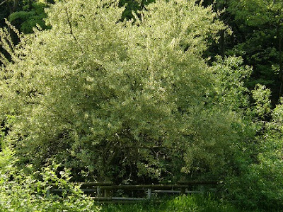 70以上 グミの木 花言葉 455380-グミの木 花言葉