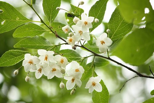フツウの生活 丘陵の白い花 9 エゴノキ