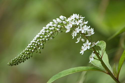フツウの生活 オカトラノオとお尋ね花