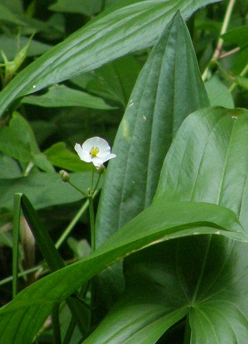 フツウの生活 アギナシってオモダカとどう違うの