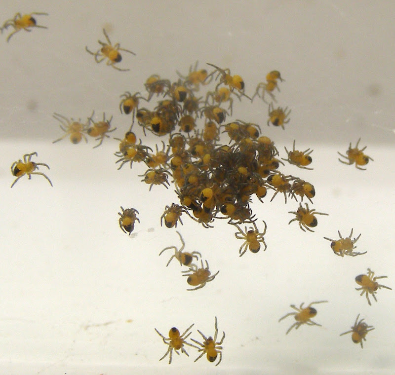 Baby Garden Spiders Life And Opinions