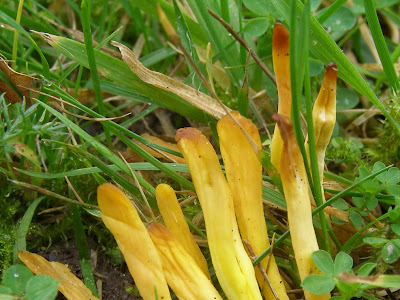 いろいろ club fungi labeled 273347