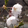 Japanese Cherry - Sakura