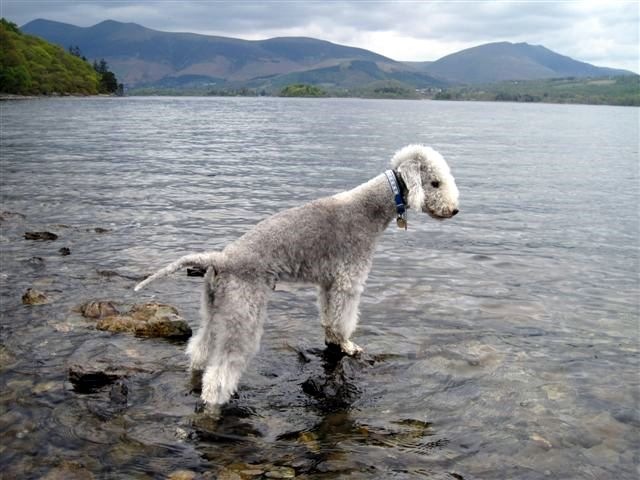 Derwent_Water_4th_May_(14)%5B4%5D.jpg
