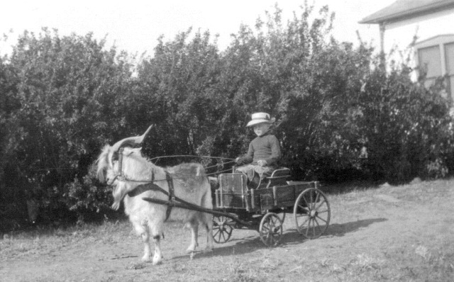[Dow with billy goat cart, 1918, 6 yrs. old[1].jpg]