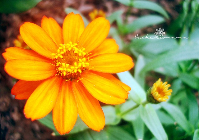 [Orange-flower[4].jpg]