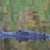 American Alligator