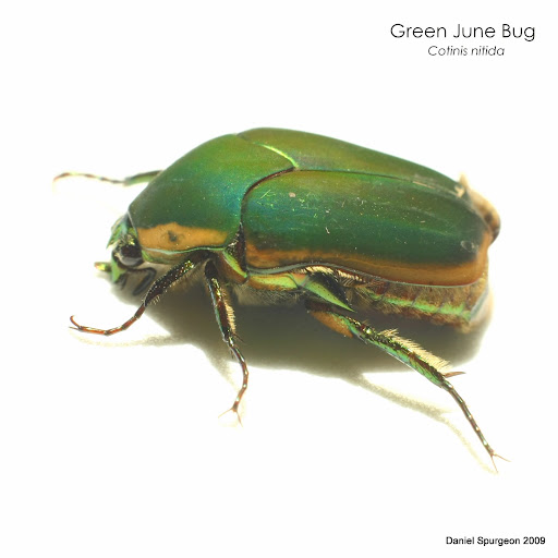 june bugs | Chameleon Forums
