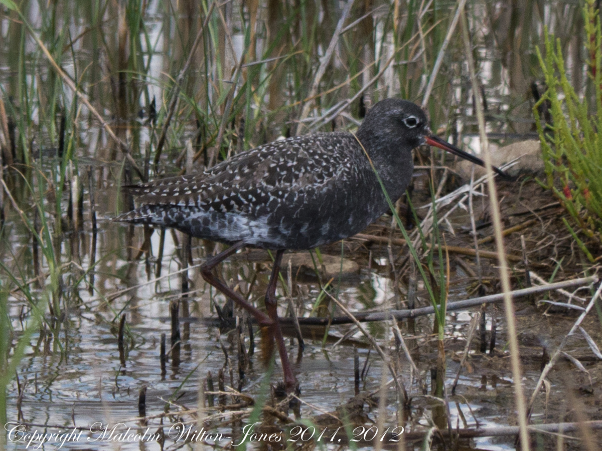 Spotted Redshank; Archibebe Oscuro