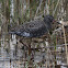 Spotted Redshank; Archibebe Oscuro