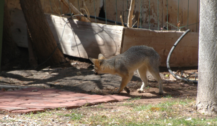 DSC_2931 gray fox hears a creature rustling in leaves beneath the sundeck en az.jpg