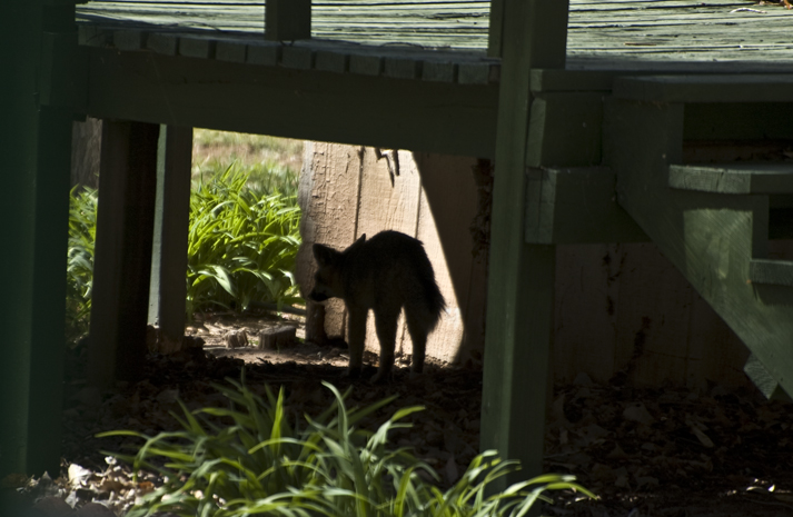DSC_2941 who knows what lurks beneath your sundeck en az.jpg
