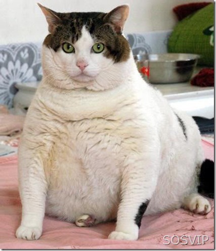 Animais Obesos - Fat Animals (385 x 450)