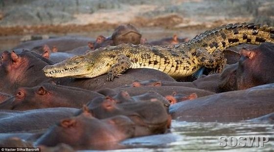 [hippo-attacked-the-crocodile Crocodilo atacado Hipopótamo.jpg[4].jpg]