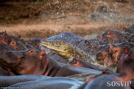 [hippo-attacked-the-crocodile Crocodilo atacado Hipopótamo.jpg (1)[4].jpg]