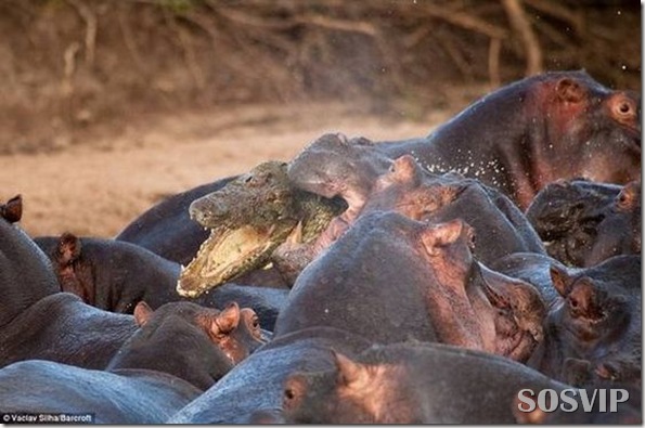hippo-attacked-the-crocodile Crocodilo atacado Hipopótamo.jpg (3)