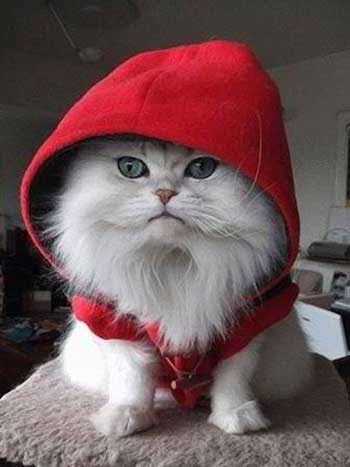 [hoodie-red-cat[3].jpg]