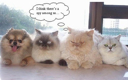 [funny-cute-cats-1[4].jpg]