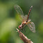 Red-veined Dropwing (female)