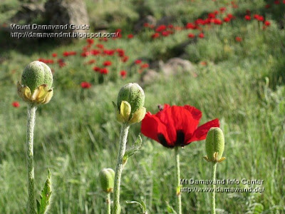 poppy field damavand Photo by A. Soltani