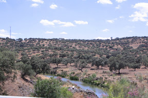 Olive groves 
