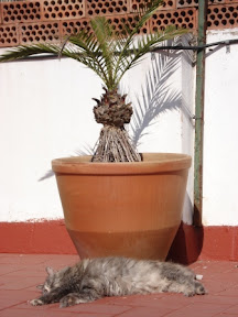 The cat: Adapting well to the siesta culture